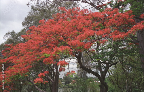 red tree brisbane