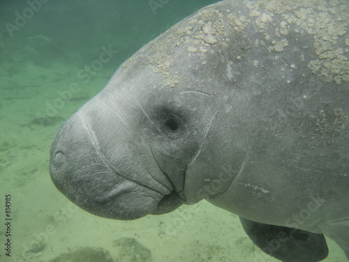 manatee