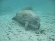 manatee