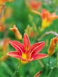 lily flowers in shallow focus in a sea of green (i)