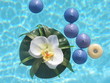 lilypad with floating candles