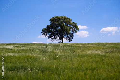 paysage