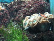 corals below water