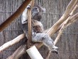 sleeping koala