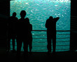 acuario