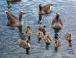 greylag goose family 1 greylag goose family 1