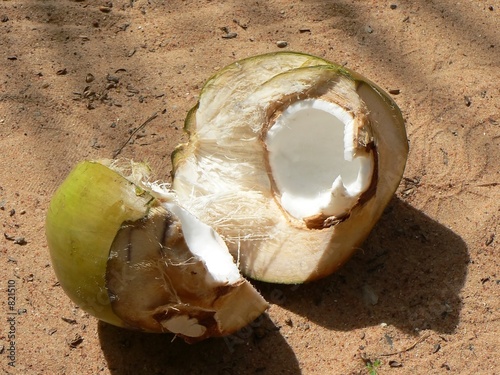noix de coco 1