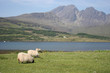 sheep isle of skye, scotland