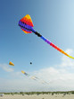 kites on the beach