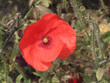 coquelicot coquelicot