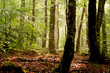 sous-bois