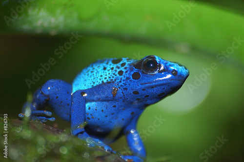 grenouille