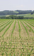 field landscape