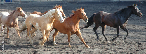 Photo: herd of horses herd of horses
