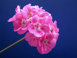 pink geranium postcard pink geranium postcard