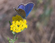 blue butterfly on yellow flower