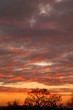 sunset tree