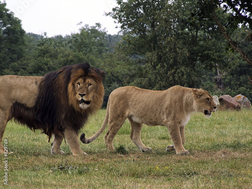 Foto: lion lionne lion lionne
