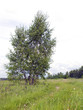 lonely tree