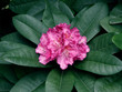 rhododendron
