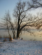 baum am see