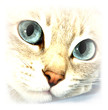 cat eyes