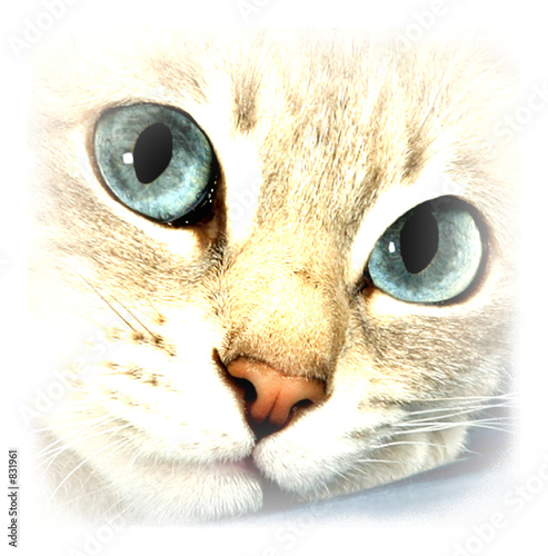 cat eyes