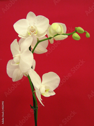 orchide