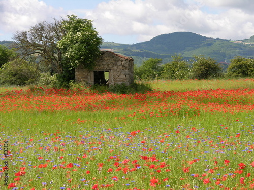 coquelicots 1