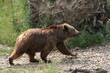 Foto: bär im zoo bär im zoo