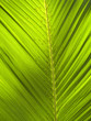 tropical green leaf