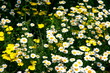 field of daisies