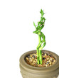bamboo stalks in earthen pot
