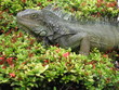iguana on a bush