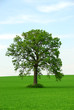 single tree