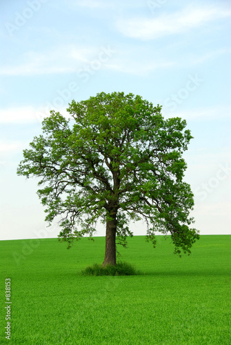 Photo: single tree single tree