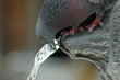 pigeon