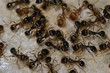 Photo en ligne au meilleur prix fourmis