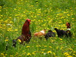 leadership in nature leadership in nature