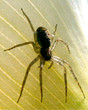 Photo en ligne au meilleur prix araign�e