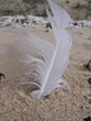 plume plume