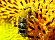histoire de pollen