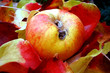 Photo en ligne au meilleur prix pomme