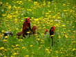 roster with chicks roster with chicks