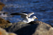 seagull in taking off.