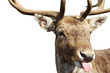 rude deer