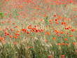 poppies and wheat