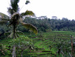 reisterassen auf bali