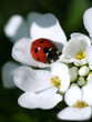 summer ladybird