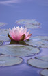 lily